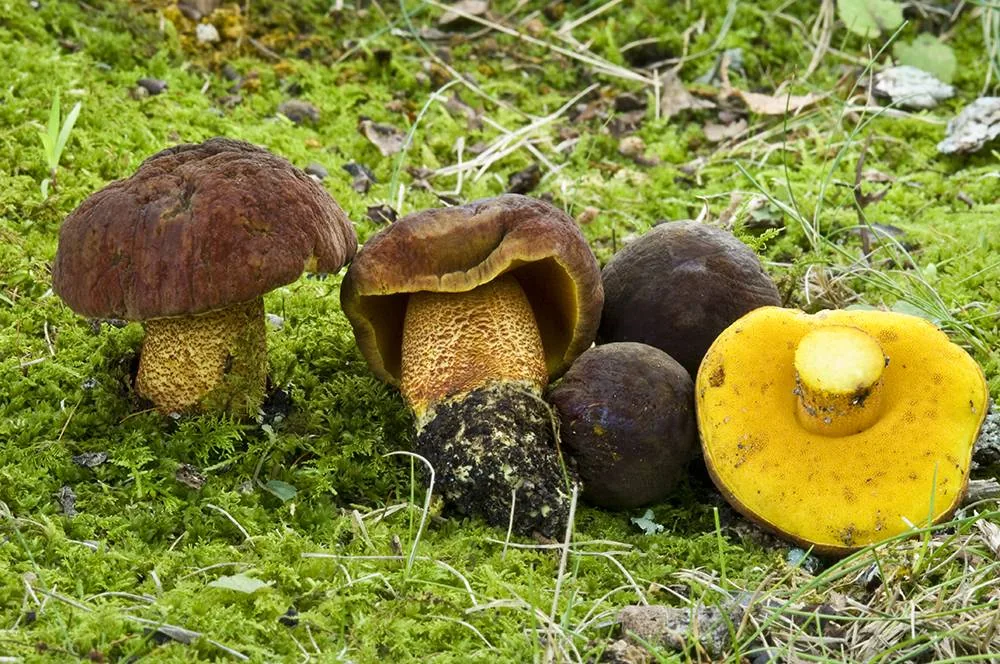 Xerocomus morrisii (Xerocomus morrisii) — photo mycologique