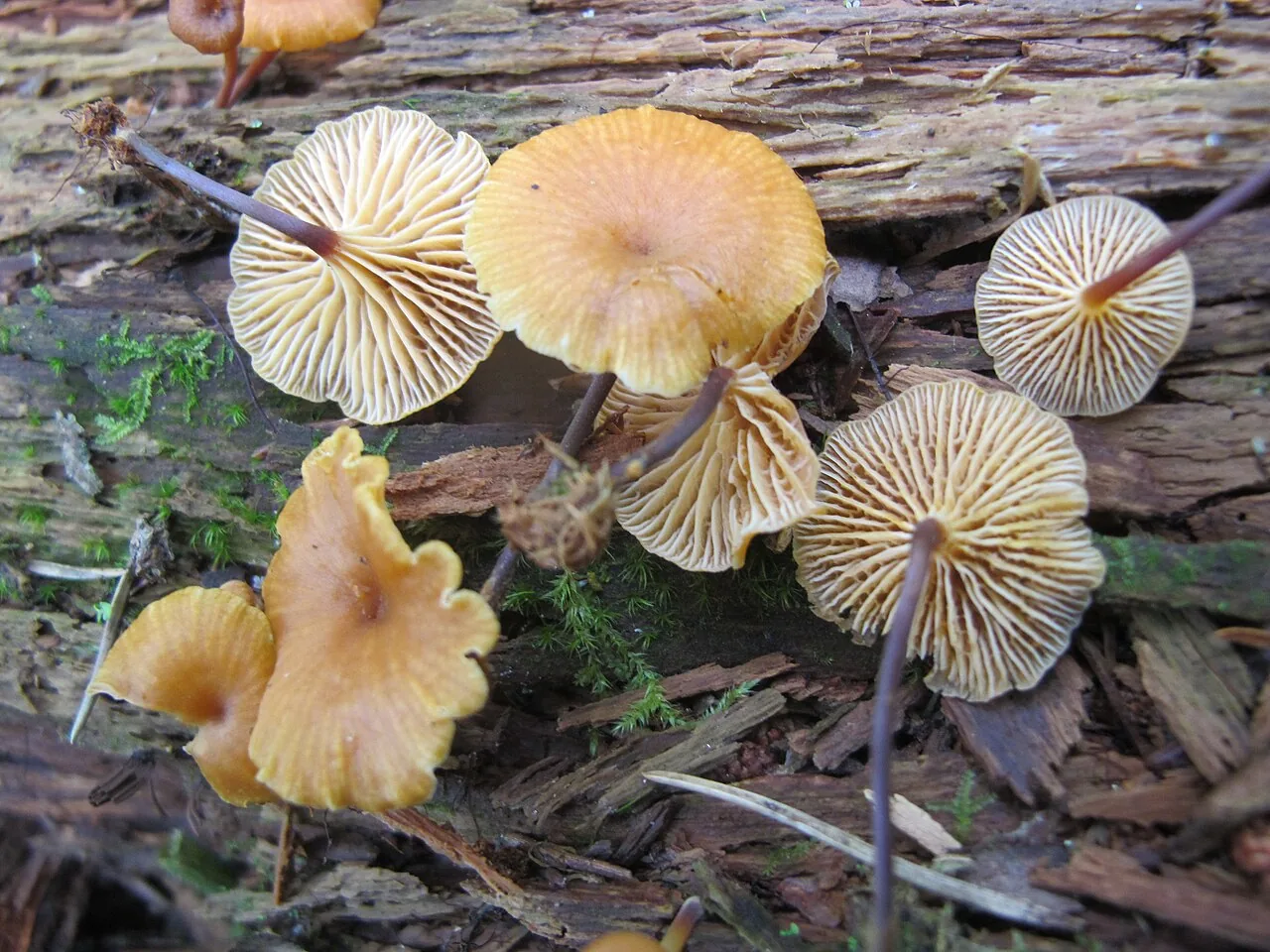 Xeromphalina cauticinalis (Xeromphalina cauticinalis) — photo mycologique