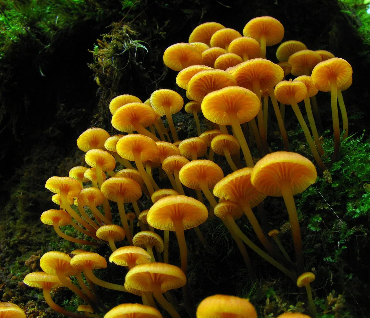 Xeromphalina junipericola (Xeromphalina junipericola) — photo mycologique