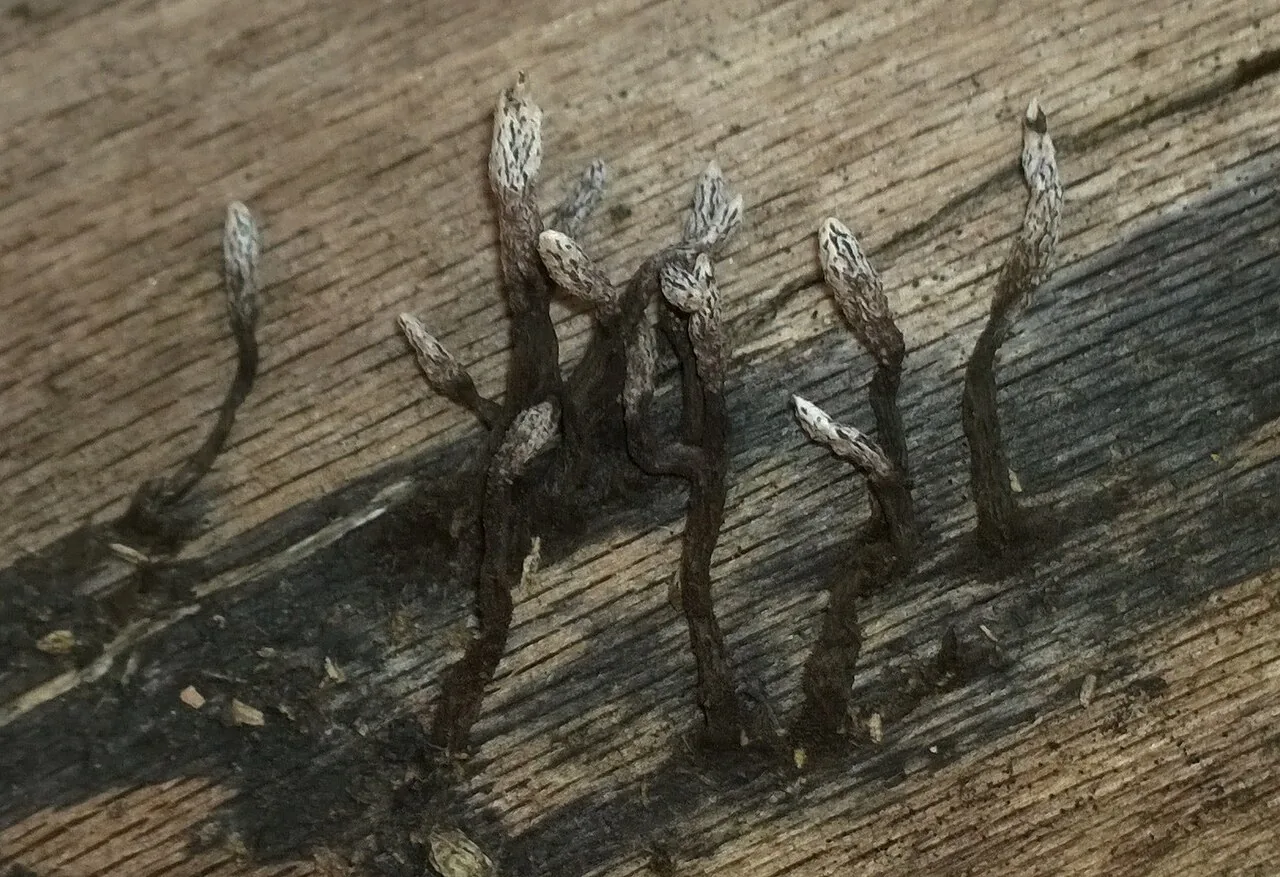 Xylaria apiculata (Xylaria apiculata) — photo mycologique