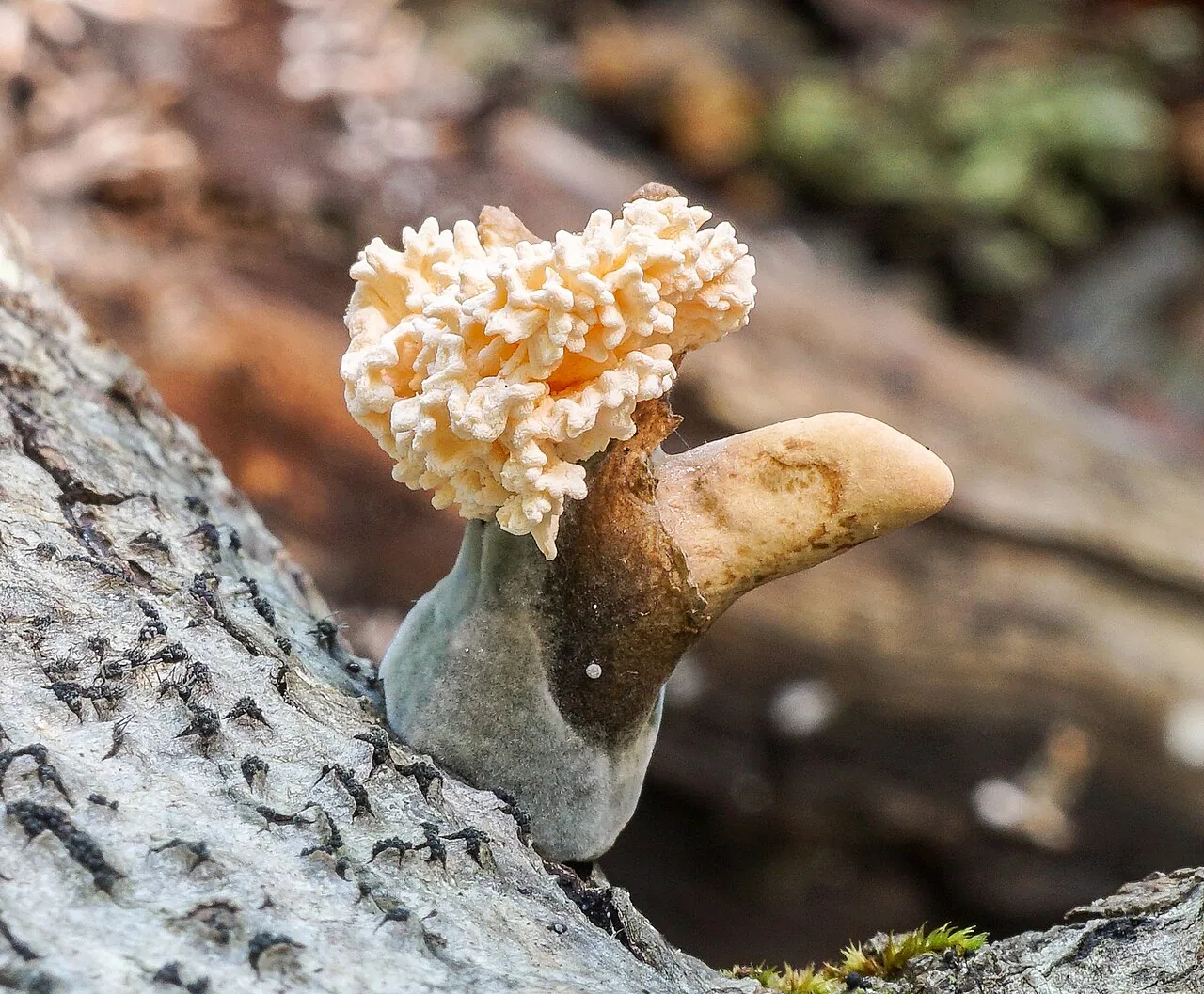 Xylaria cubensis (Xylaria cubensis) — photo mycologique