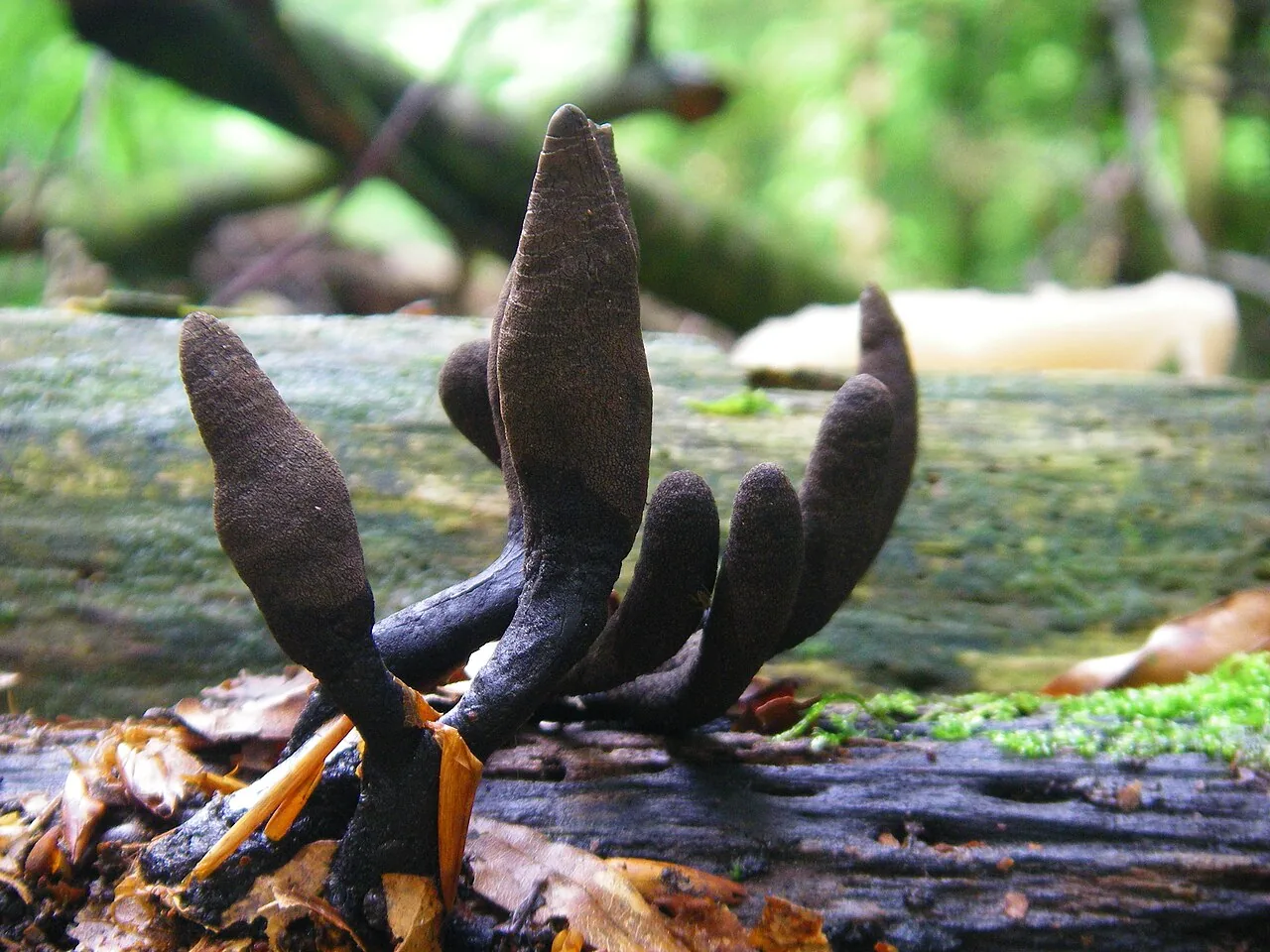 Xylaria dealbata (Xylaria dealbata) — photo mycologique