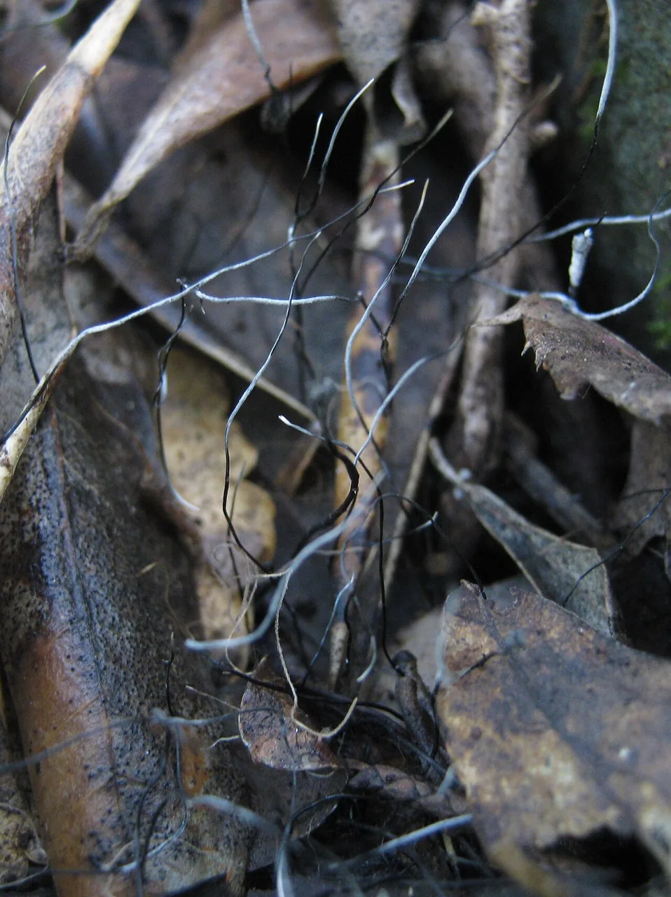 Xylaria filiformis (Xylaria filiformis) — photo mycologique