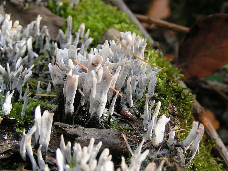 Xylaria guareae (Xylaria guareae) — photo mycologique