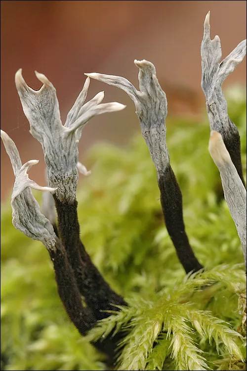 Xylaria hypoxylon (Xylaria hypoxylon) — photo mycologique