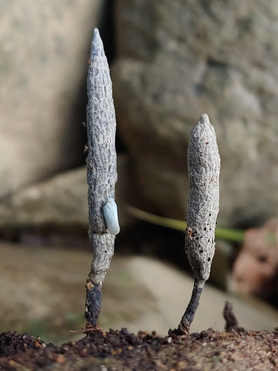 Xylaria kegeliana (Xylaria kegeliana) — photo mycologique