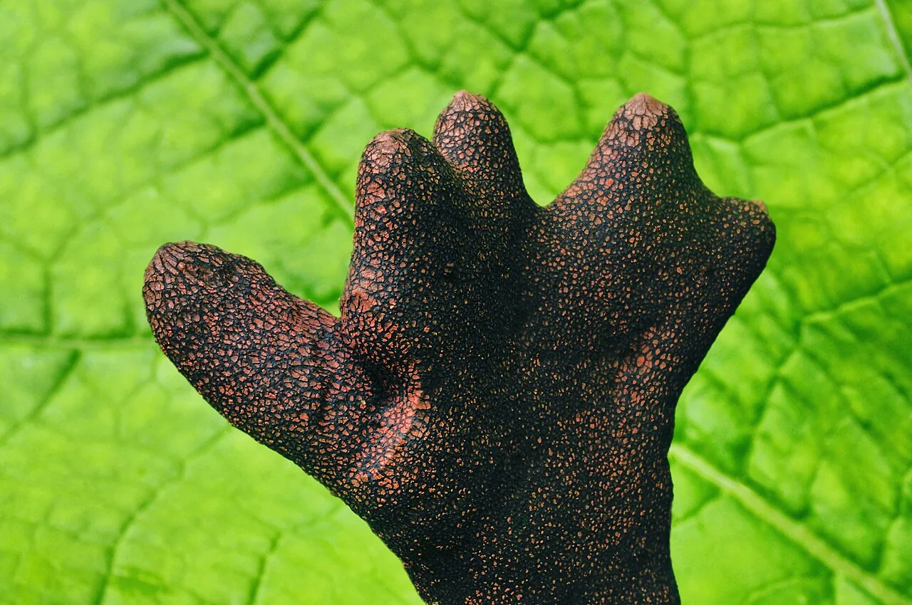 Xylaria polymorpha (Xylaria polymorpha) — photo mycologique