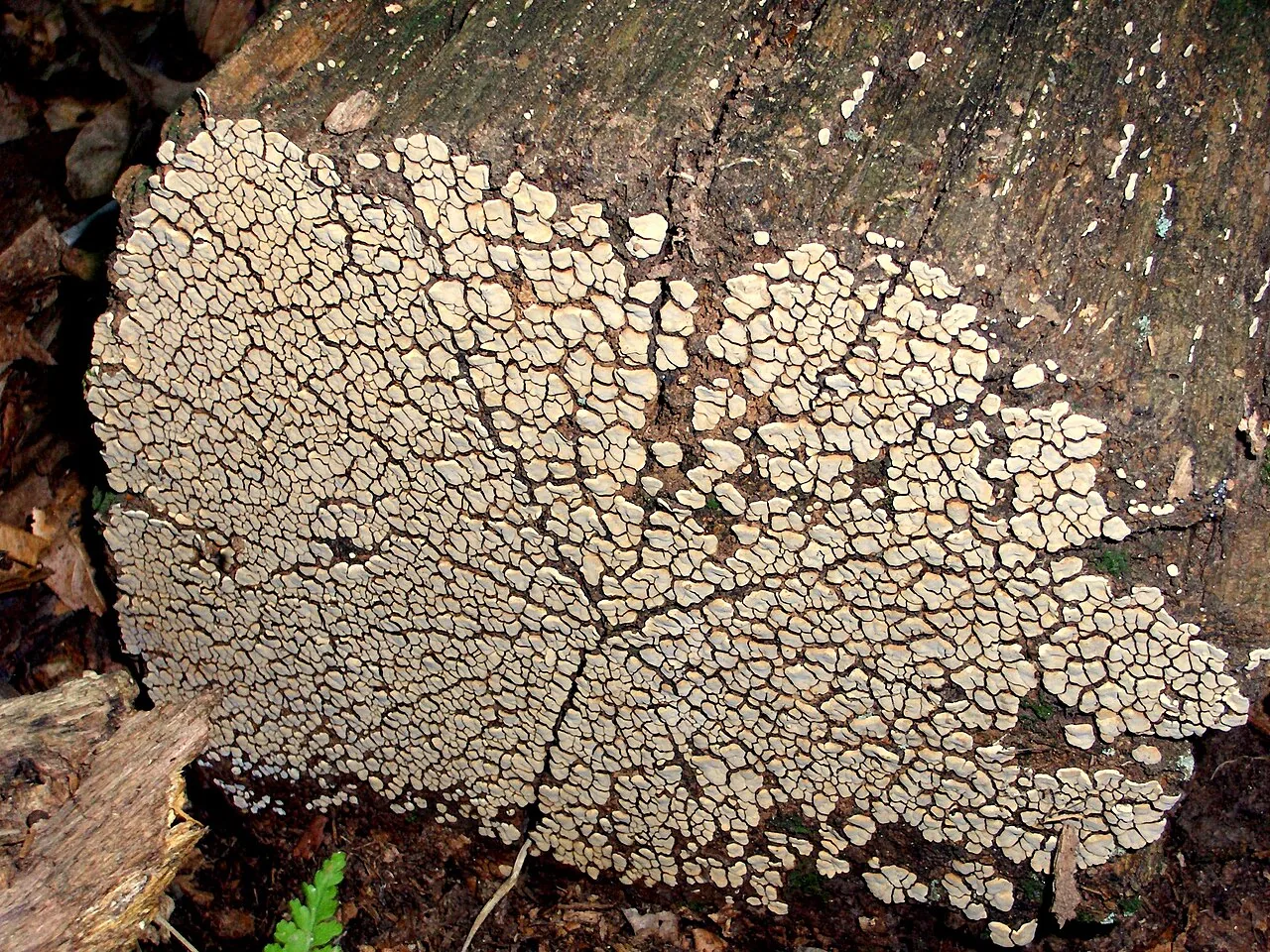 Xylobolus hiugensis (Xylobolus hiugensis) — photo mycologique