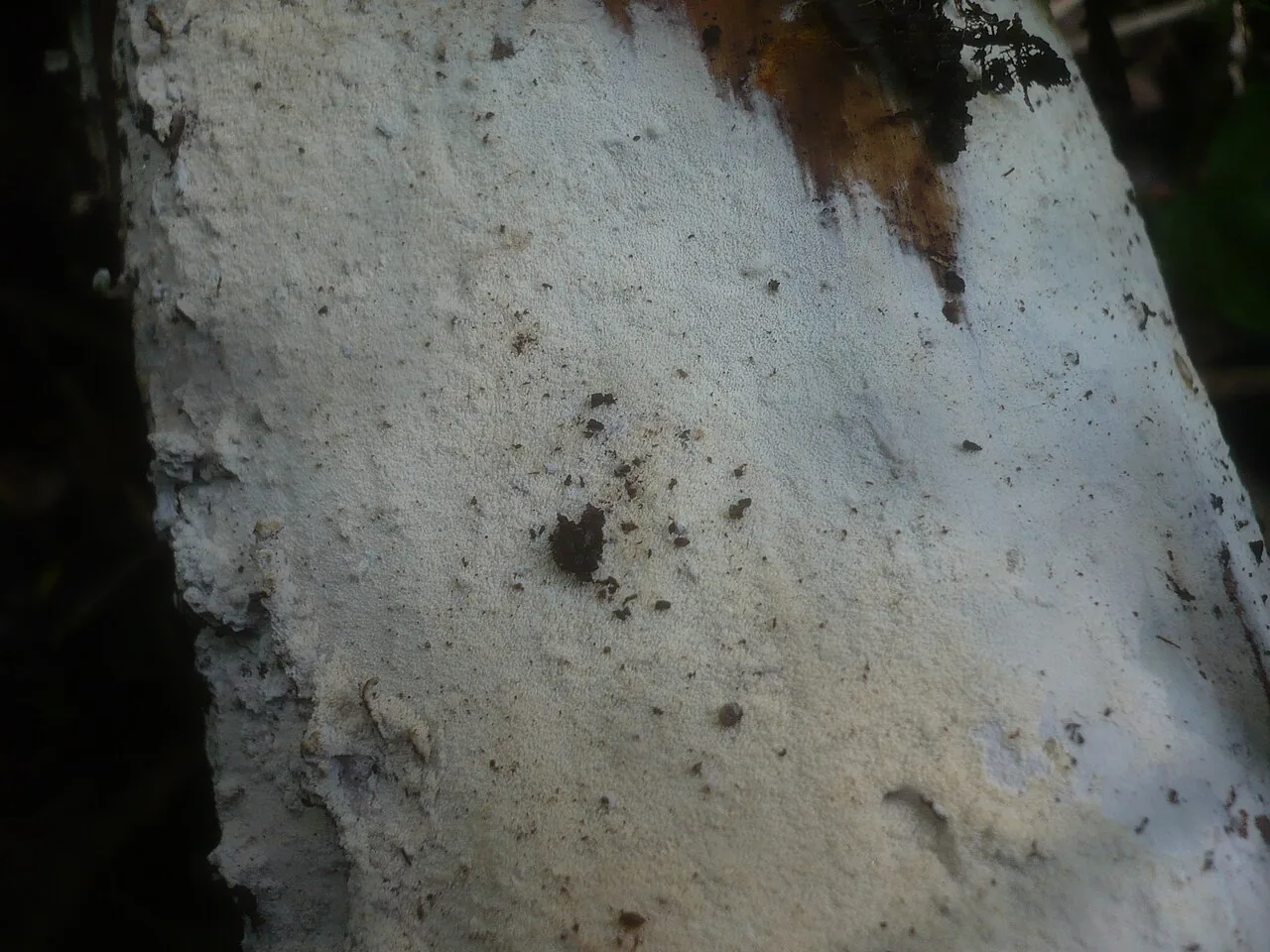 Xylodon nesporii (Xylodon nesporii) — photo mycologique