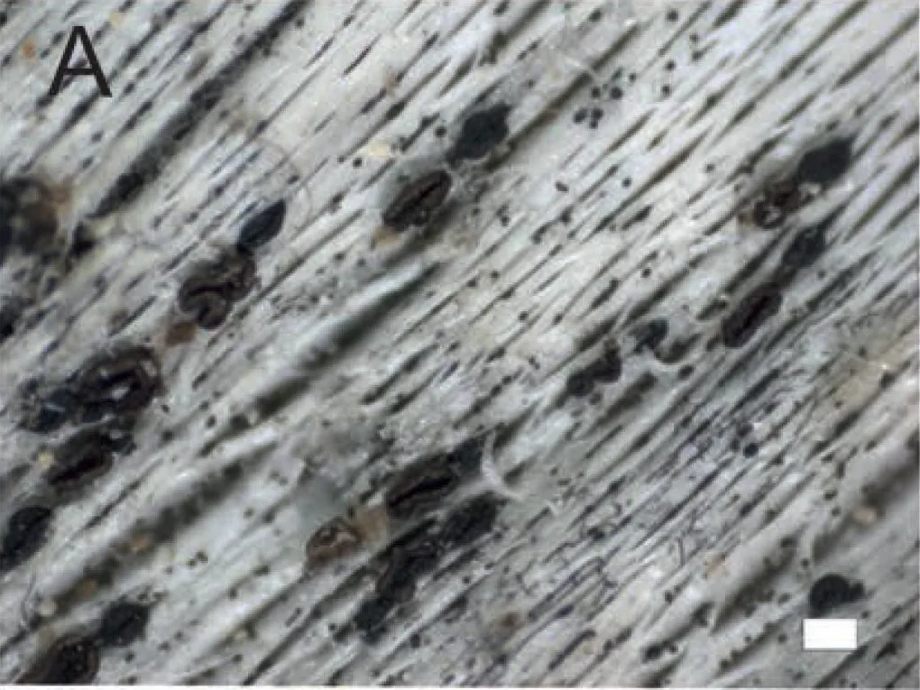 Xylographa bjoerkii (Xylographa bjoerkii) — photo mycologique