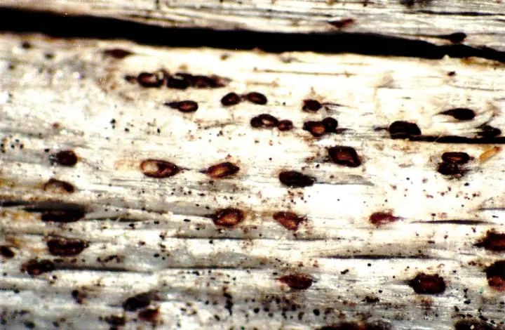 Xylographa pallens (Xylographa pallens) — photo mycologique