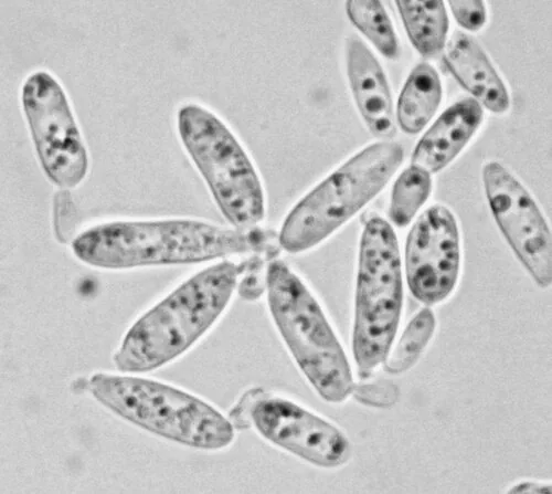 Yamadamyces rosulatus (Yamadamyces rosulatus) — photo mycologique