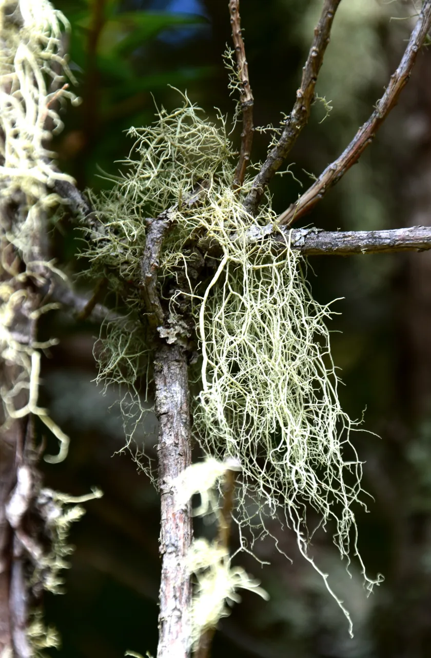 Yarrumia coronata (Yarrumia coronata) — photo mycologique