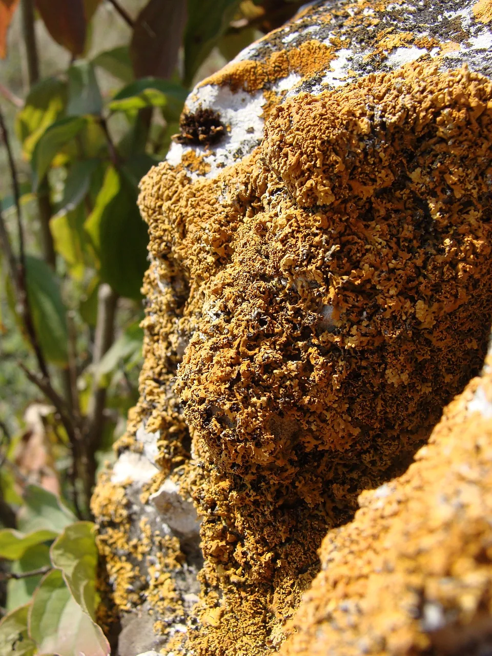 Zeroviella papillifera (Zeroviella papillifera) — photo mycologique