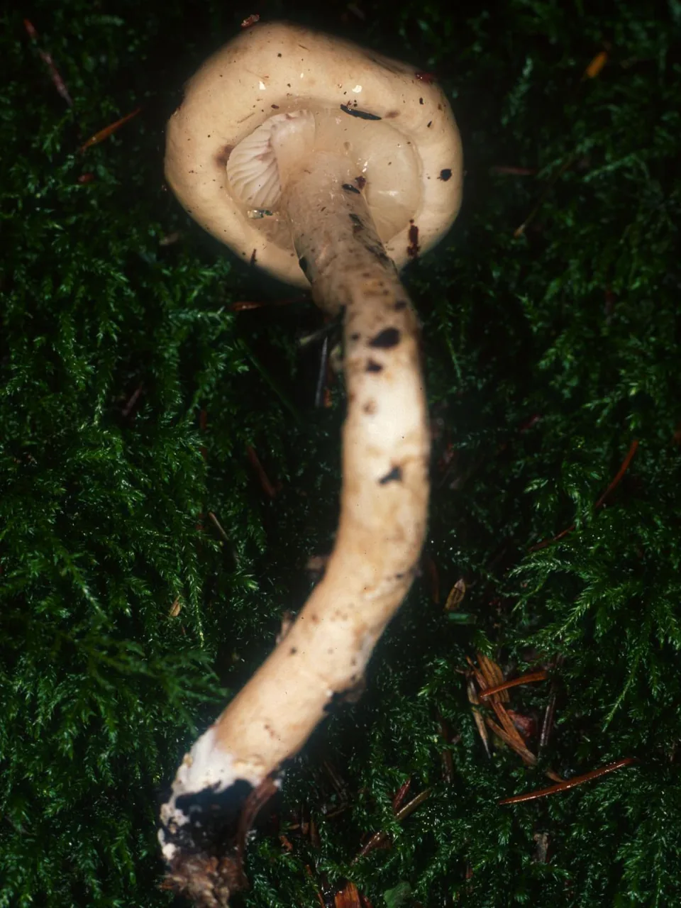 Zhuliangomyces bambusus (Zhuliangomyces bambusus) — photo mycologique
