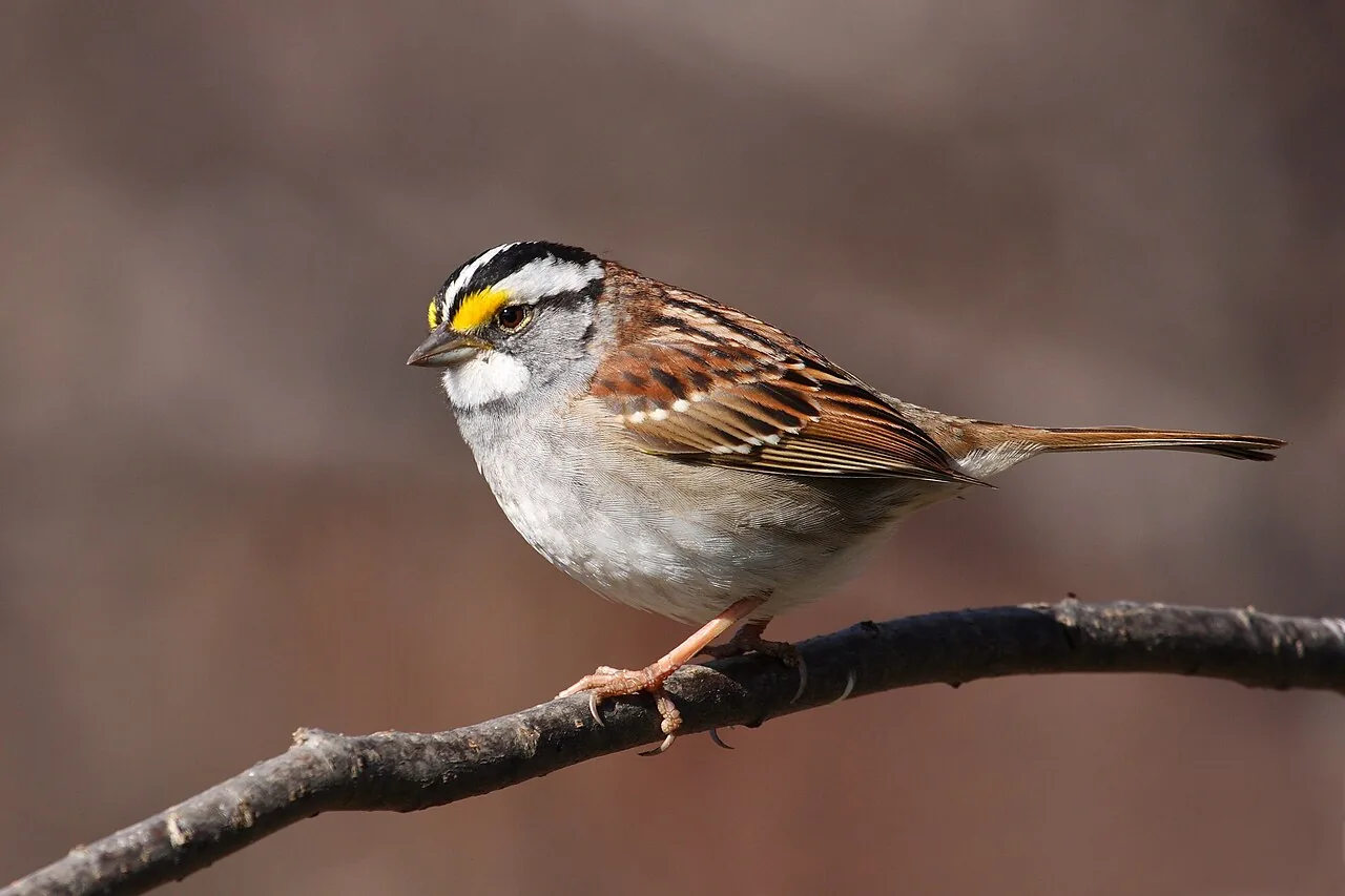 Bruant à gorge blanche (Zonotrichia albicollis) — photo vertébré