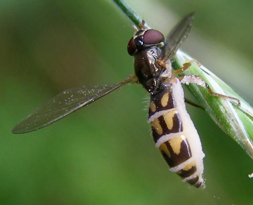 Zoophthora elateridiphaga (Zoophthora elateridiphaga) — photo mycologique