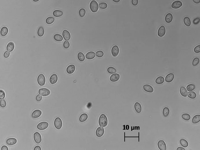 Zygosaccharomyces bailii (Zygosaccharomyces bailii) — photo mycologique