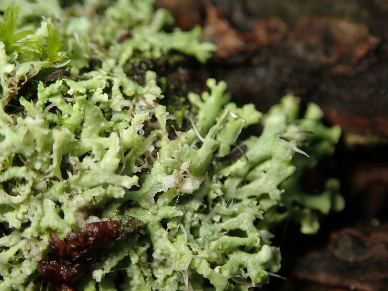 Zyzygomyces bachmannii (Zyzygomyces bachmannii) — photo mycologique