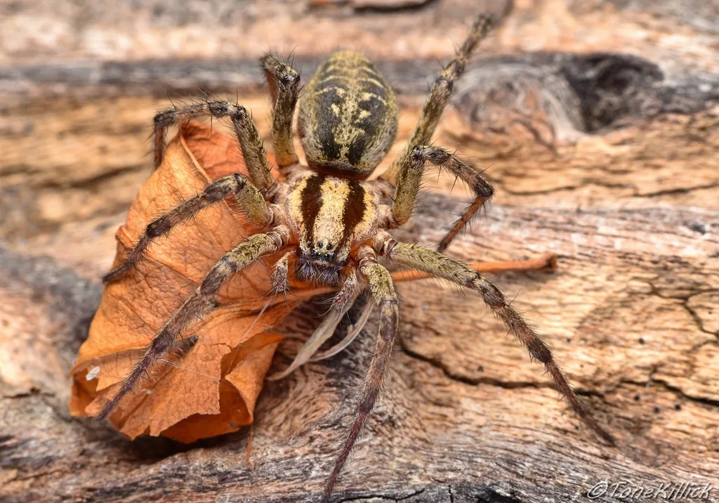 Agélène à labyrinthe (Agelena labyrinthica) : photo entomologique