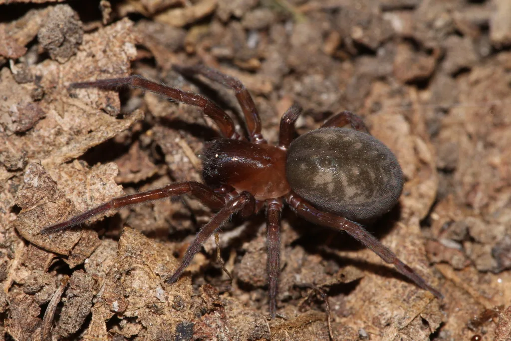 Amaurobe d'Erber (Amaurobius erberi) : photo entomologique