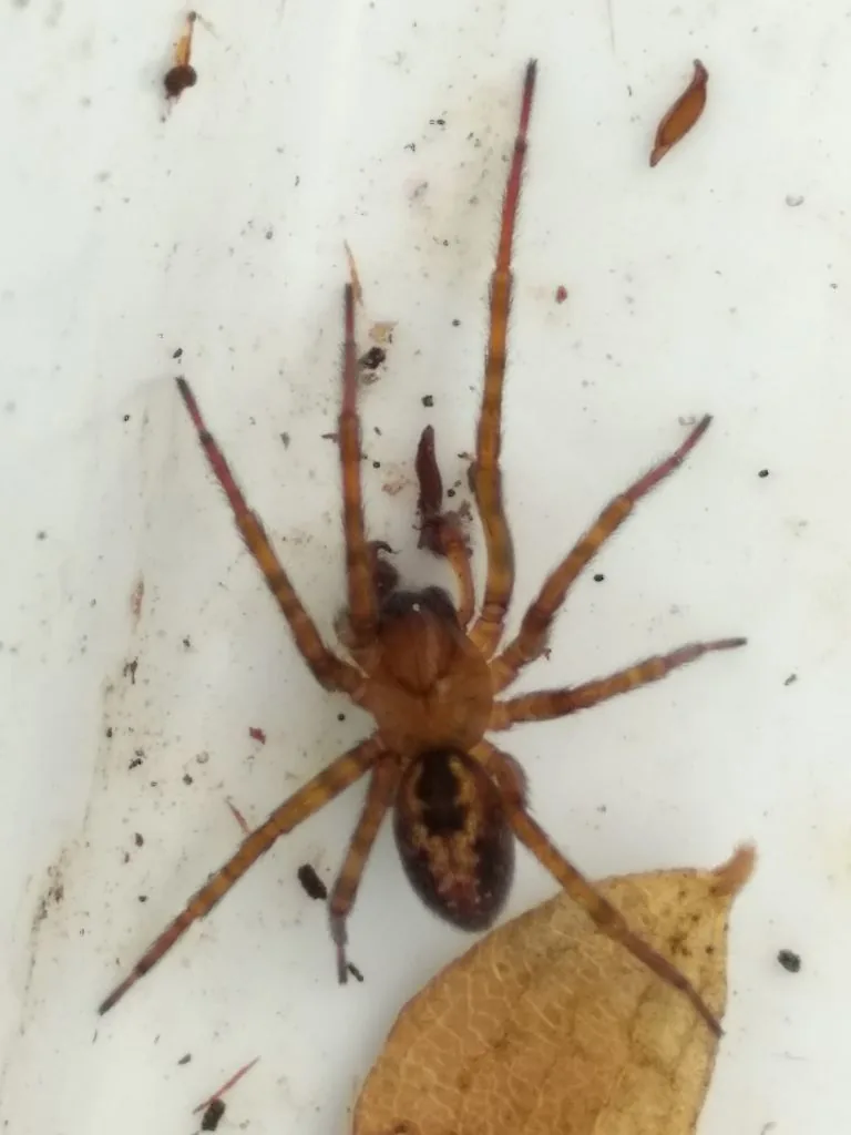 Amaurobius obustus (Amaurobius obustus) : photo entomologique