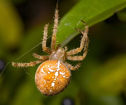 Épeire diadème (Araneus diadematus) : photo entomologique