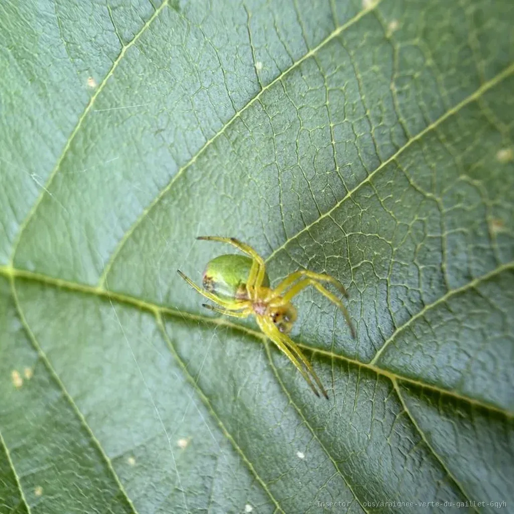 Épeires concombres (Araniella cucurbitina) : photo entomologique