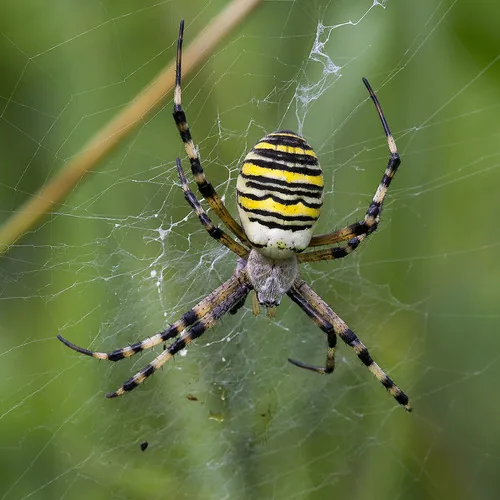 Épeire frelon (Argiope bruennichi) : photo entomologique