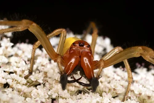 Chiracanthe nourrice (Cheiracanthium punctorium) : photo entomologique