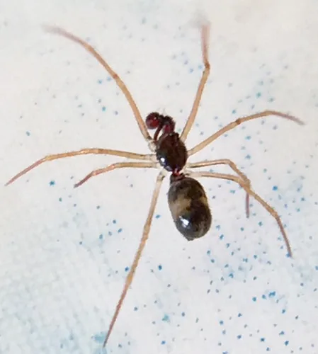 Coleosoma acutiventer (Coleosoma acutiventer) : photo entomologique