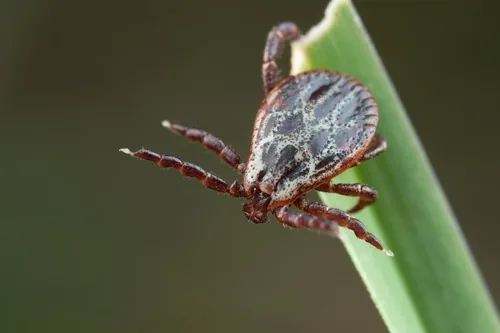 Tique des prairies (Dermacentor reticulatus) : photo entomologique