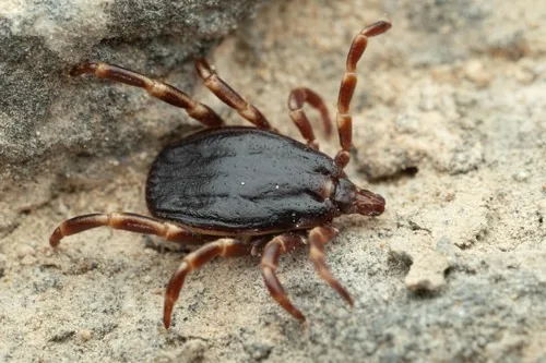 Tique géante (Hyalomma marginatum) : photo entomologique