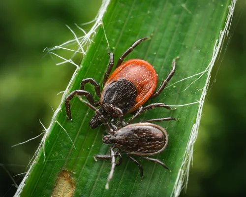 Tique du mouton (Ixodes ricinus) : photo entomologique