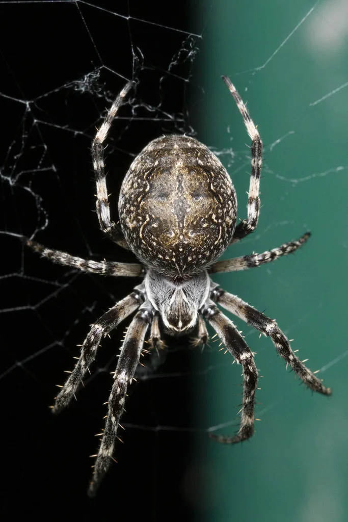 Épeire des ponts (Larinioides sclopetarius) : photo entomologique