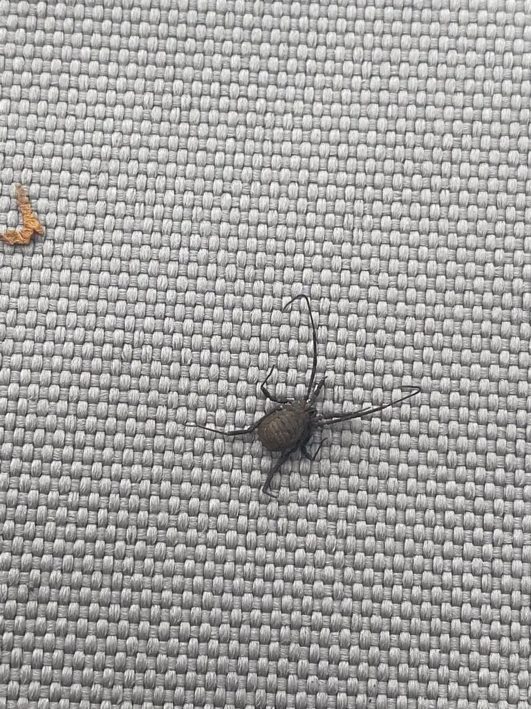 Veuve noire d'Afrique du Nord (Latrodectus dahli) : photo entomologique