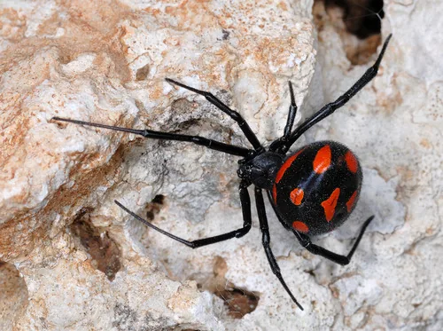 Malmignatte (Latrodectus tredecimguttatus) : photo entomologique