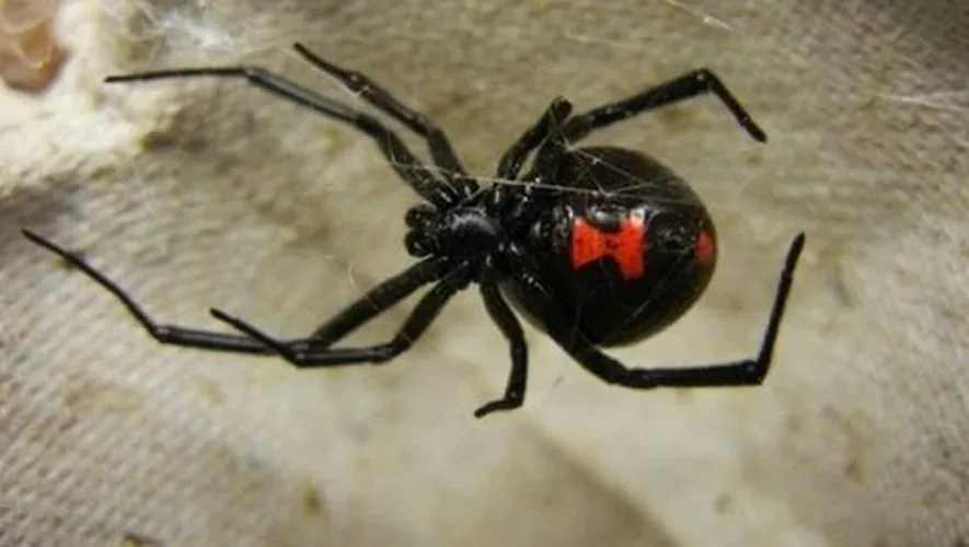 Veuve noire du Nord (Latrodectus variolus) : photo entomologique