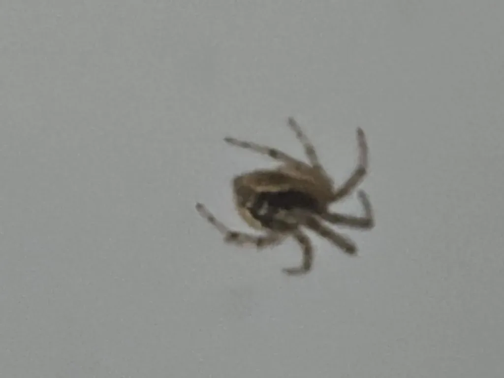 Araignée du Caucase (Leviellus caspicus) : photo entomologique