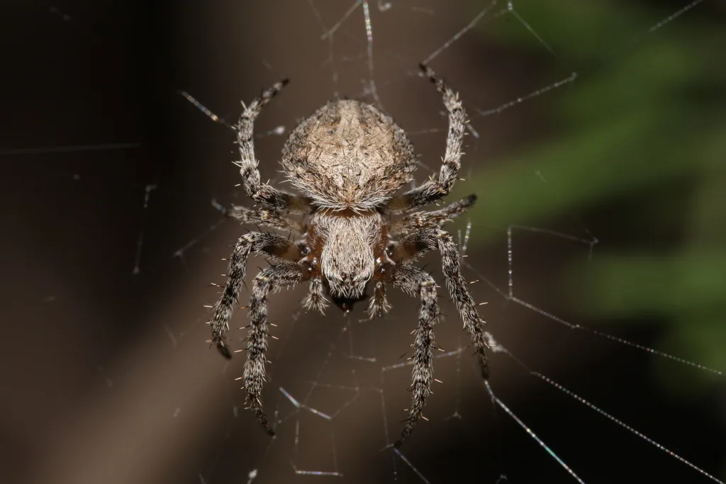 Épeire brune (Neoscona subfusca) : photo entomologique