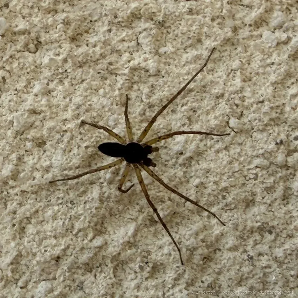 Philodrome disparate (Philodromus dispar) : photo entomologique
