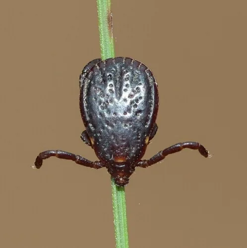 Tique sanguine (Rhipicephalus sanguineus) : photo entomologique