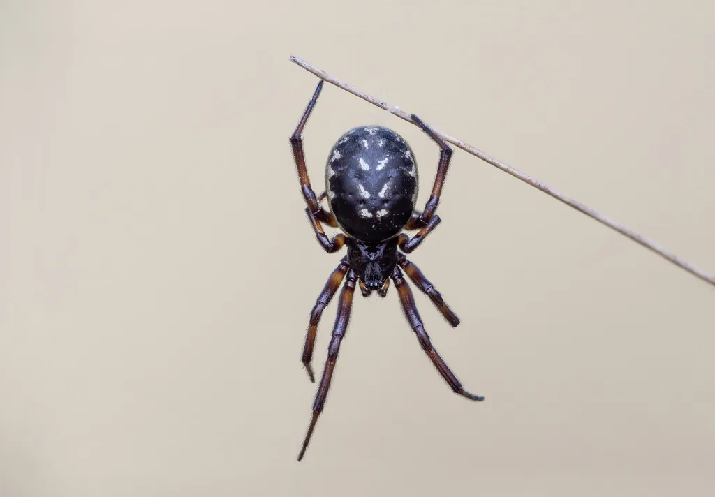 Stéatode à taches blanches (Steatoda albomaculata) : photo entomologique