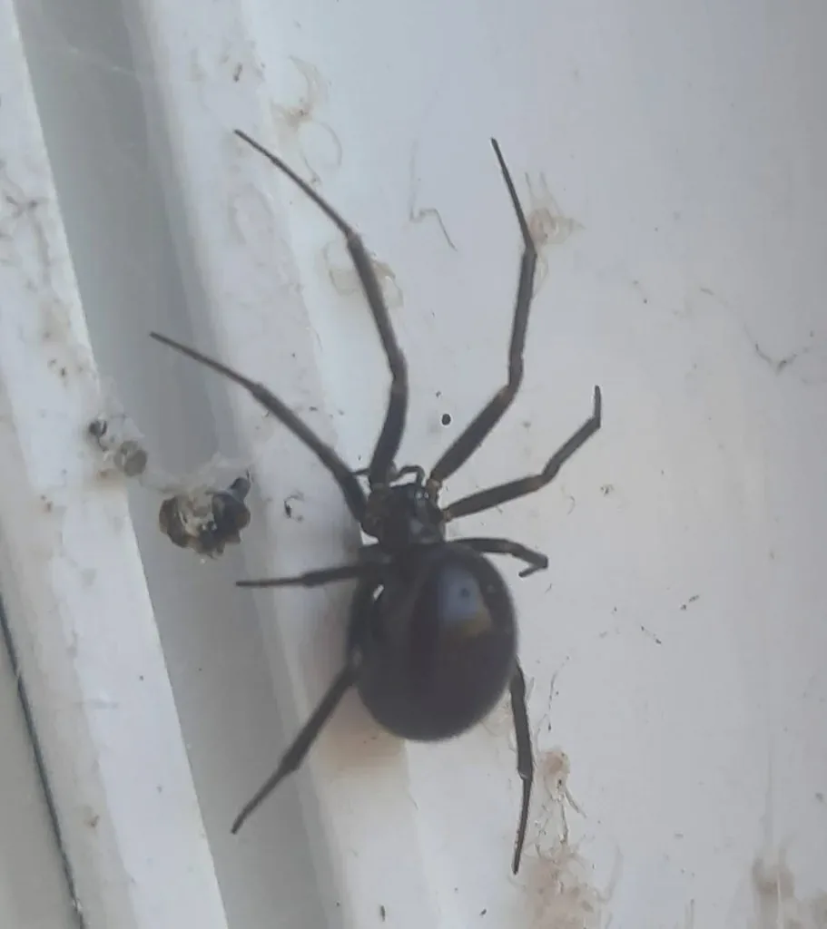 Stéatode domestique (Steatoda grossa) : photo entomologique