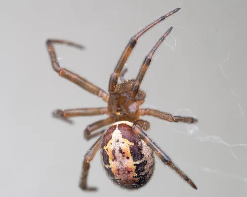 Fausse veuve noire (Steatoda nobilis) : photo entomologique