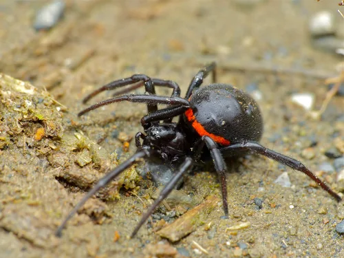 Stéatode toxique (Steatoda paykulliana) : photo entomologique
