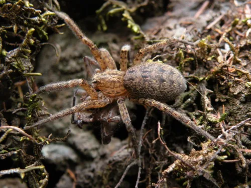 Zoropsis rufipes (Zoropsis rufipes) : photo entomologique