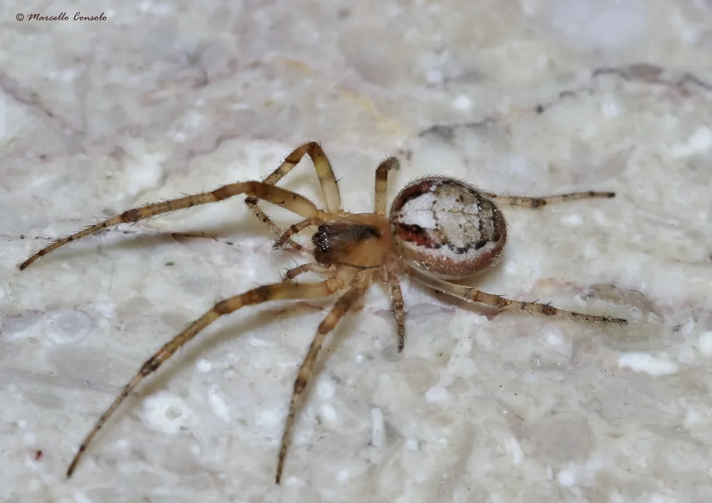 Épeire à flancs rouges (Zygiella atrica) : photo entomologique