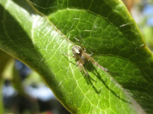 Petite araignée des genêts (Zygiella minima) : photo entomologique