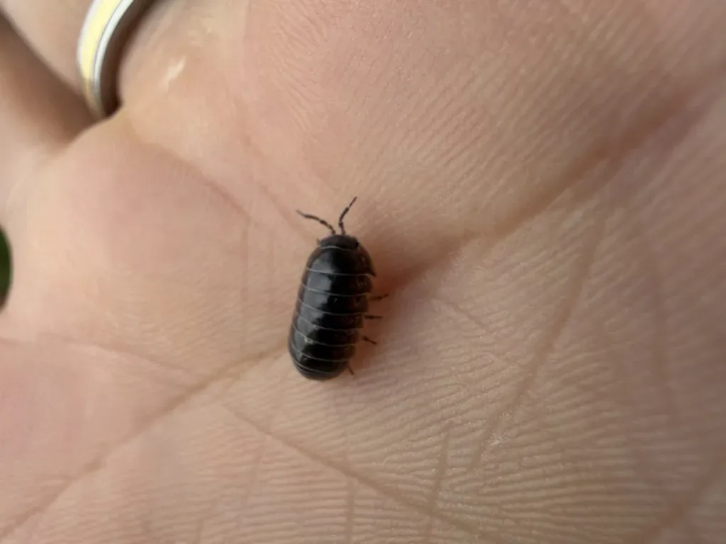 Cloporte commun (Le) (Armadillidium vulgare) : photo entomologique